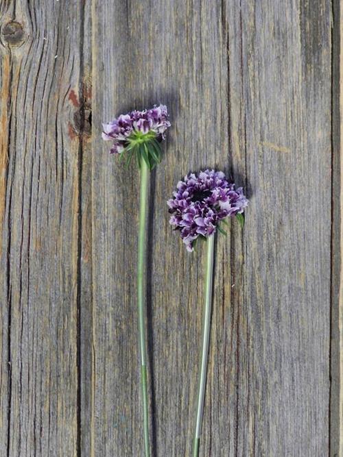 CHERRY VANILLA SCOOP  BI-COLOR (PUR/WHT) SCABIOSA